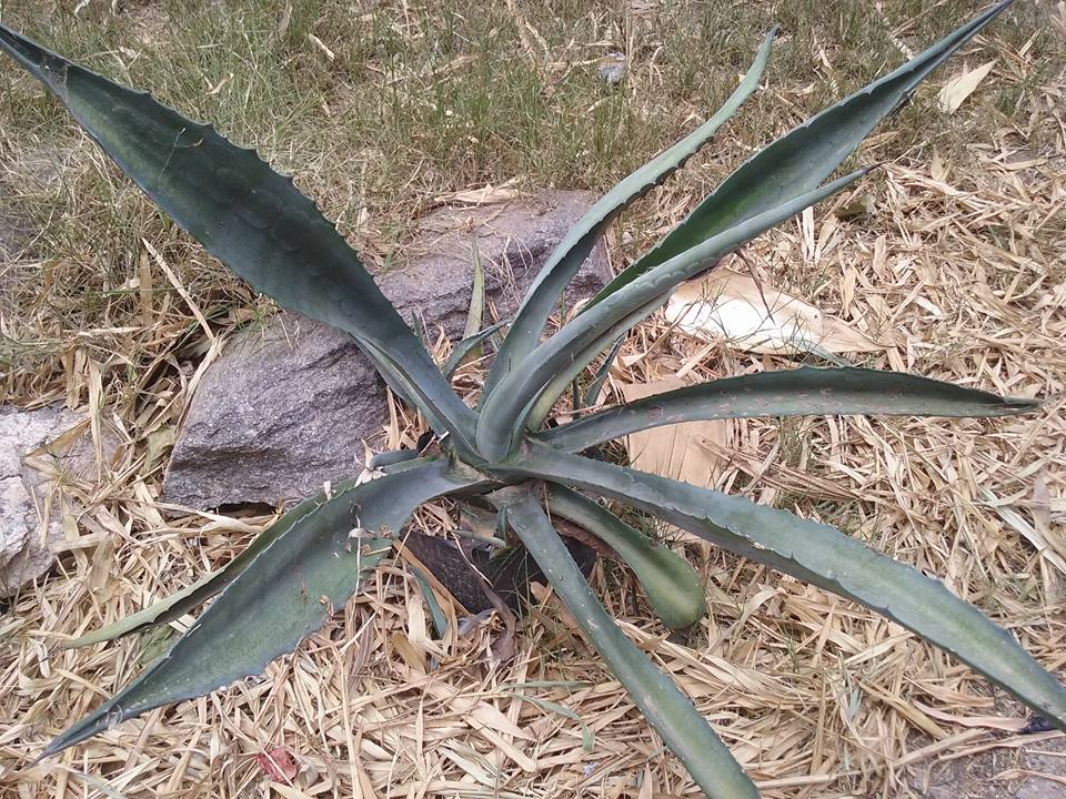 agave4.jpg