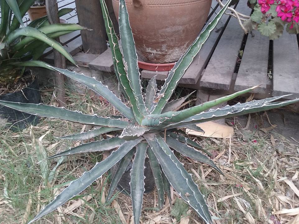 agave5.jpg
