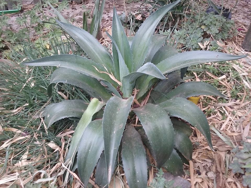 agave6.jpg