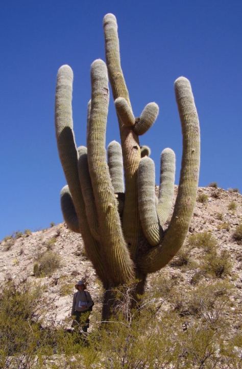 trichocereus.jpg