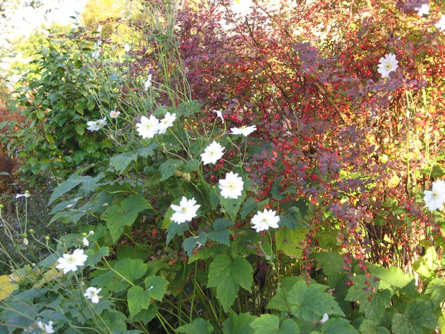 Photo 964.jpg