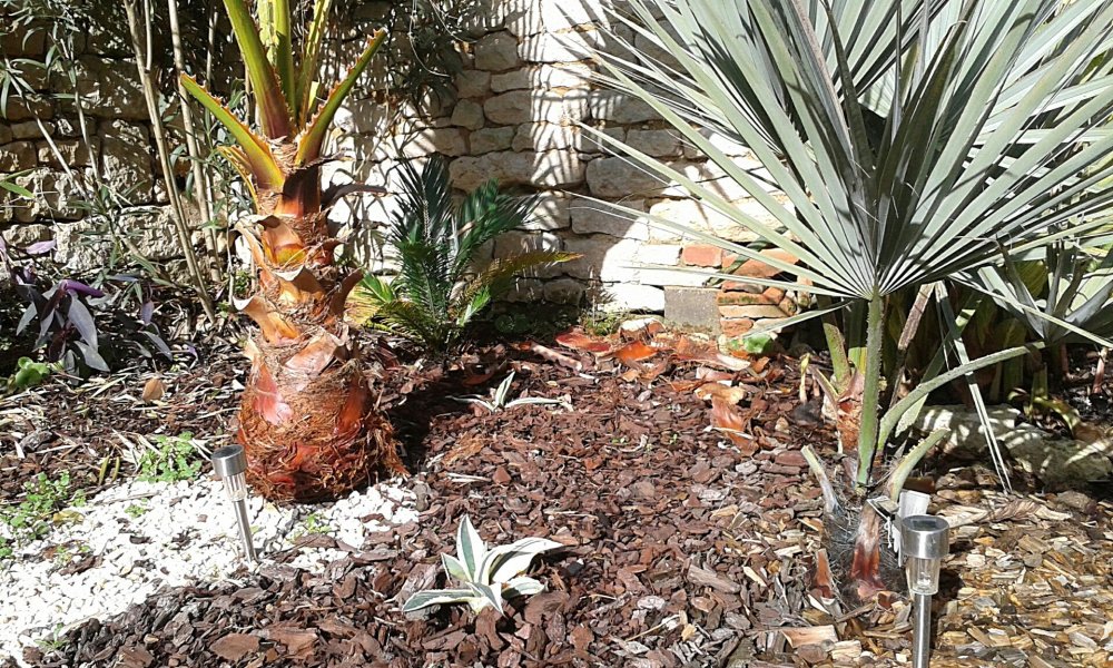 Parterre Sud-ouest rajouts d'agaves