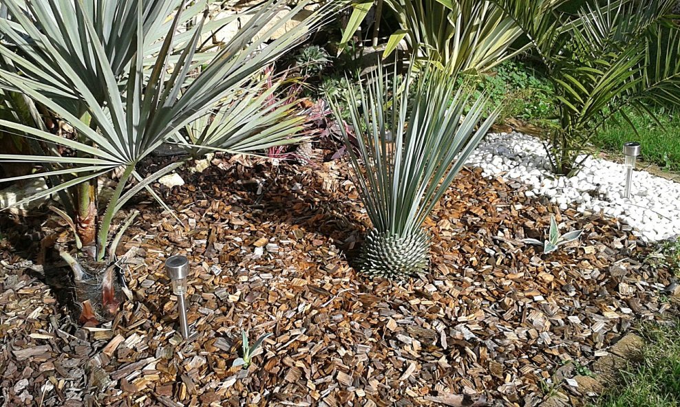 Parterre Sud-Ouest rajouts d'agaves