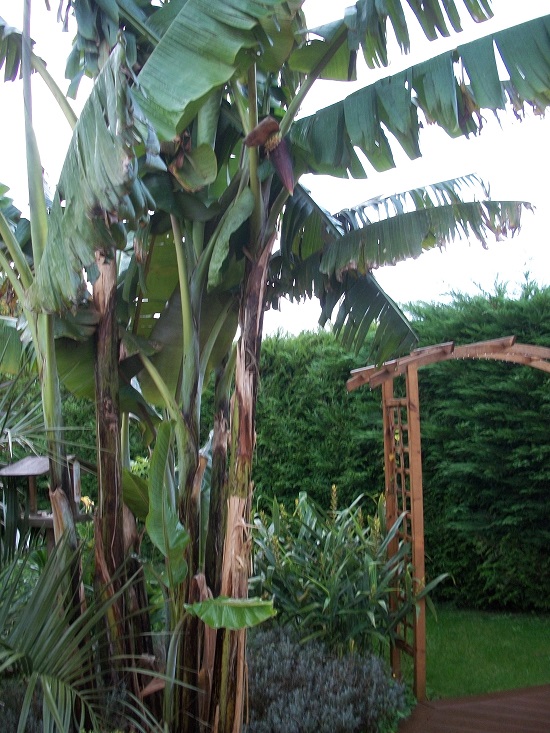 musa helen's hybrid.JPG