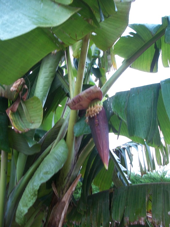 régime dans helen's hybrid.JPG