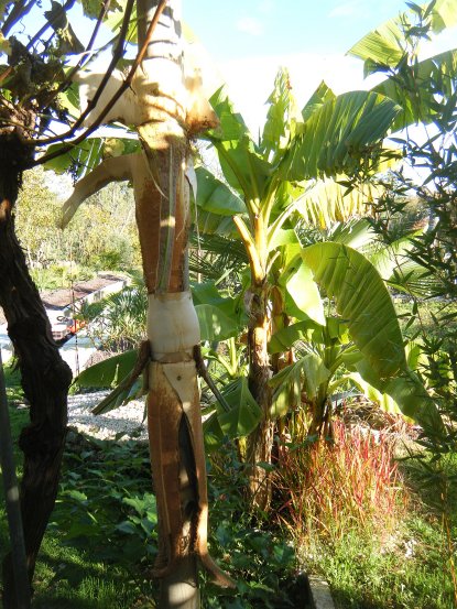ÉLÉPHANT COWBOW