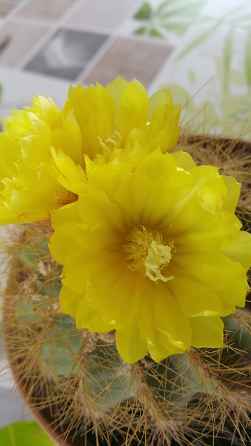 20150801_110006.jpg