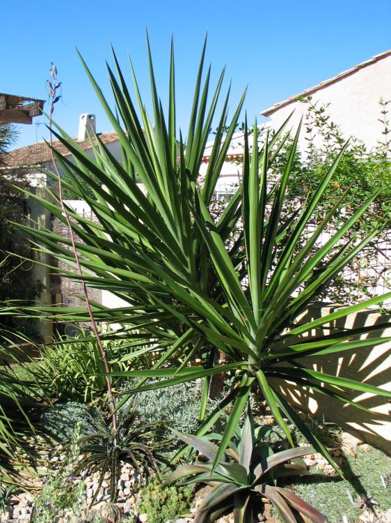 Yucca jaliscensis.jpg