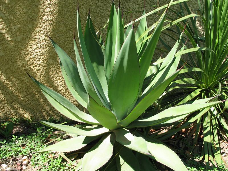 Agave mitis.jpg