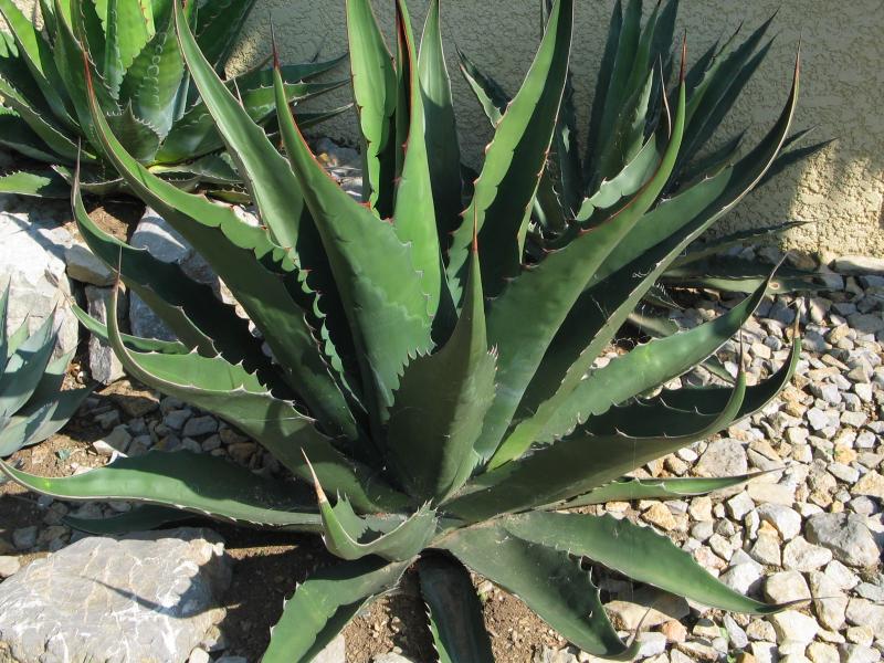 Agave gentryi.jpg