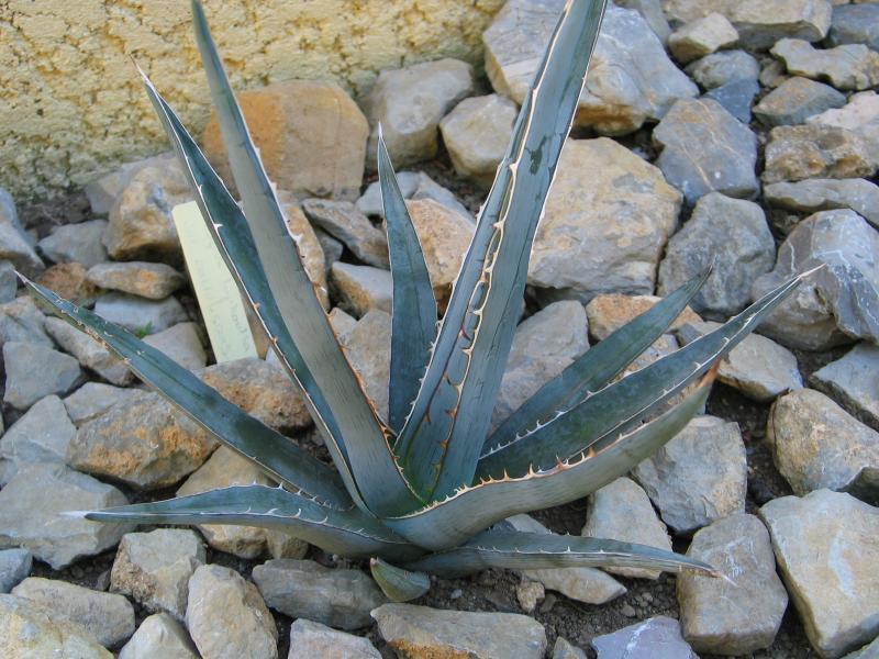 Agave univittata1.jpg