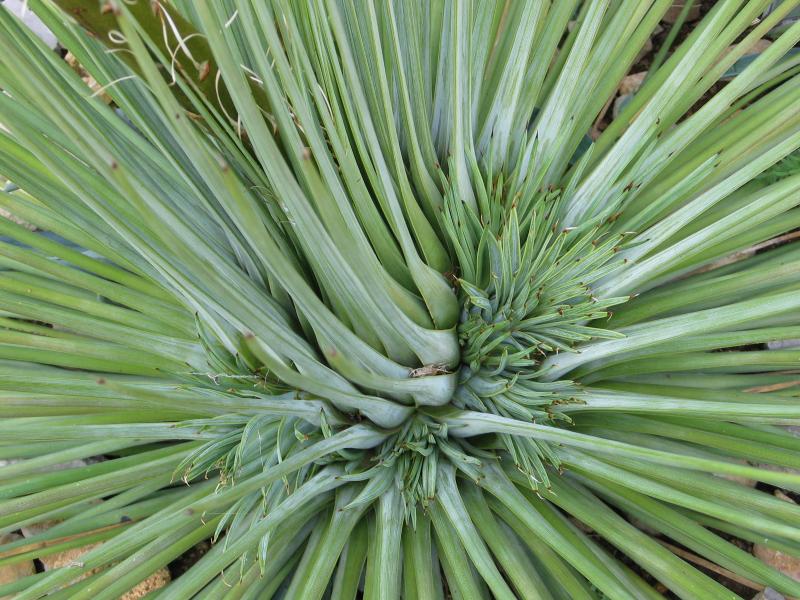 Agave striata1.jpg