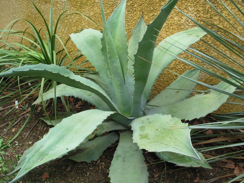 Agave shrevei ssp. magna.jpg