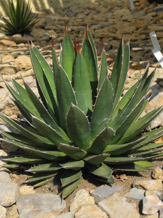 Agave horrida ssp. perotensis.jpg