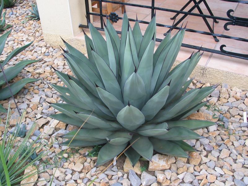 Agave asperrima X nickelsiae.jpg