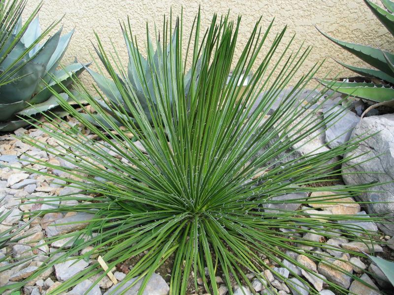 Agave geminiflora.jpg