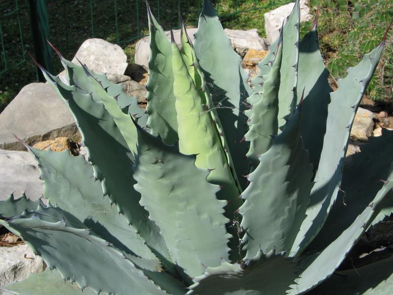 Agave flexispina1.jpg