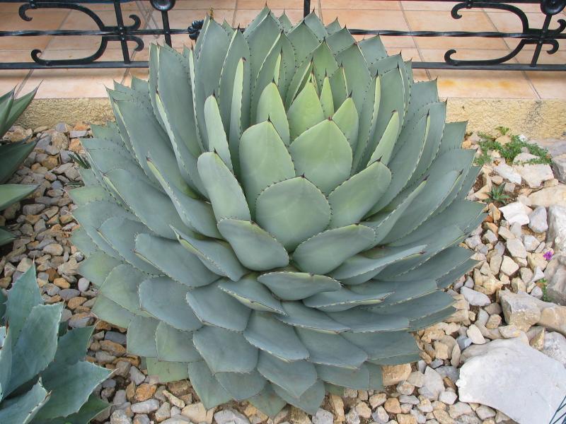 Agave parryi var. truncata.jpg