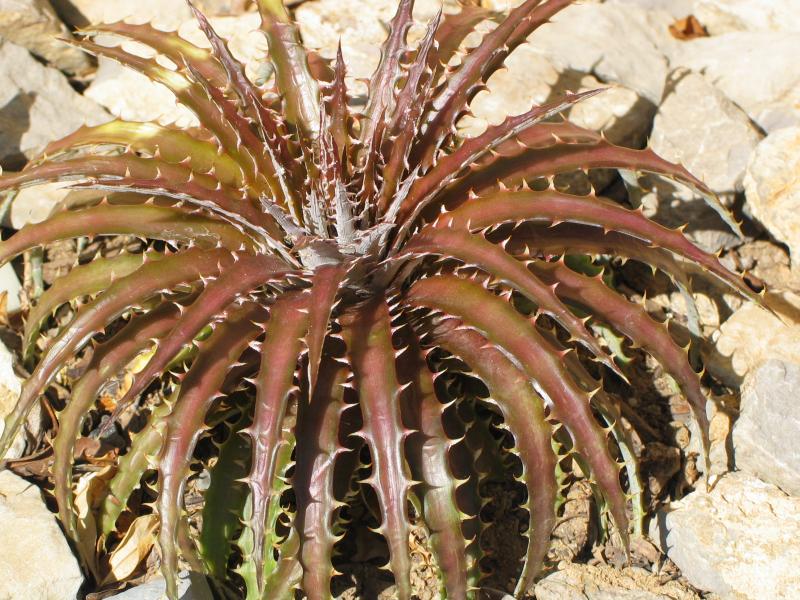 Dyckia 'Paulsen Puzzle'.jpg