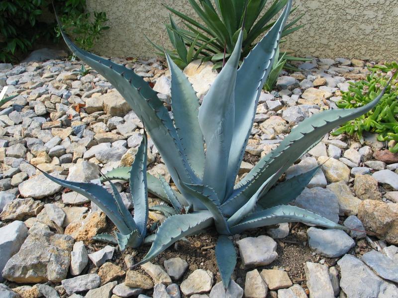 Agave asperrima ssp. potosiensis.jpg