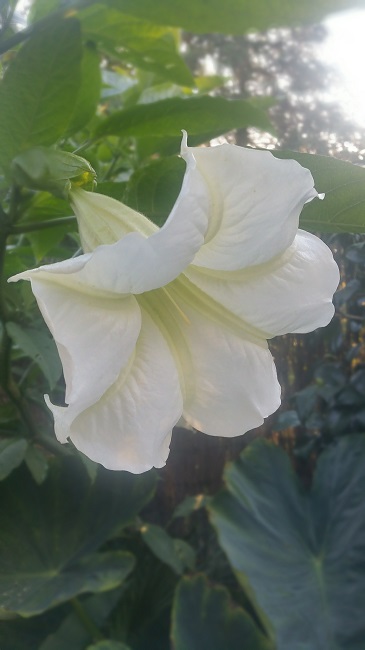 Brugmansia 4 02112015.jpg