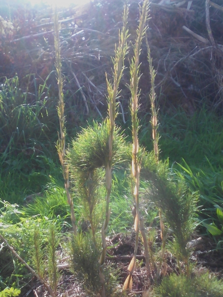 chusquea grimpant