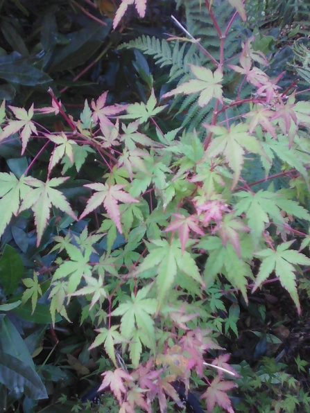 acer palmatum sango kaku