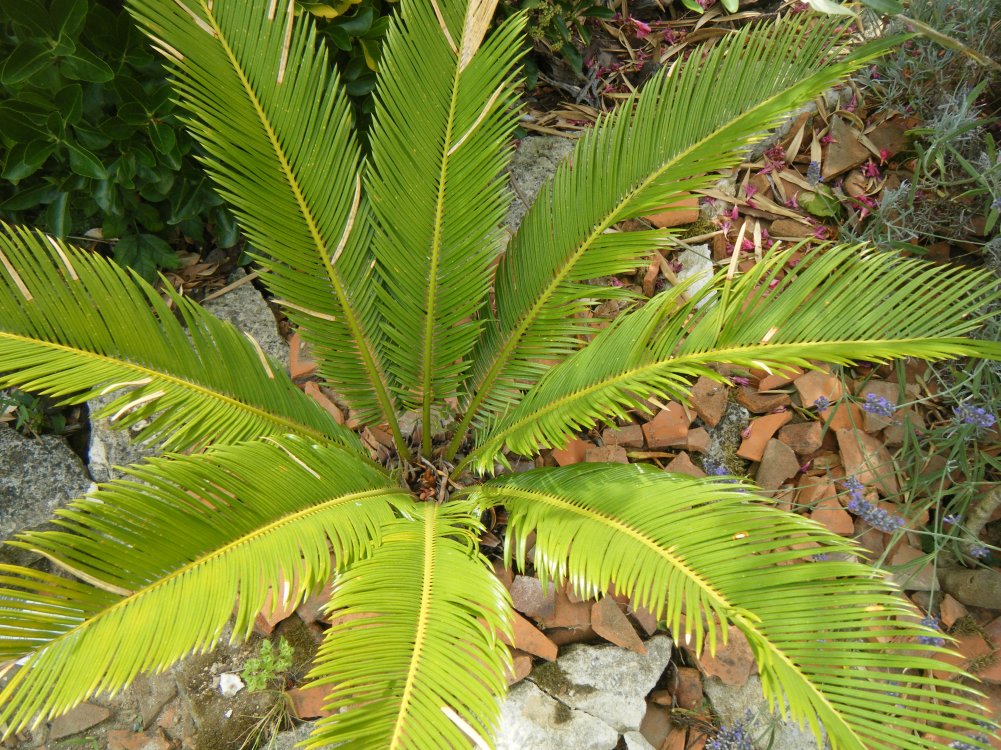 DSCF3236.JPG