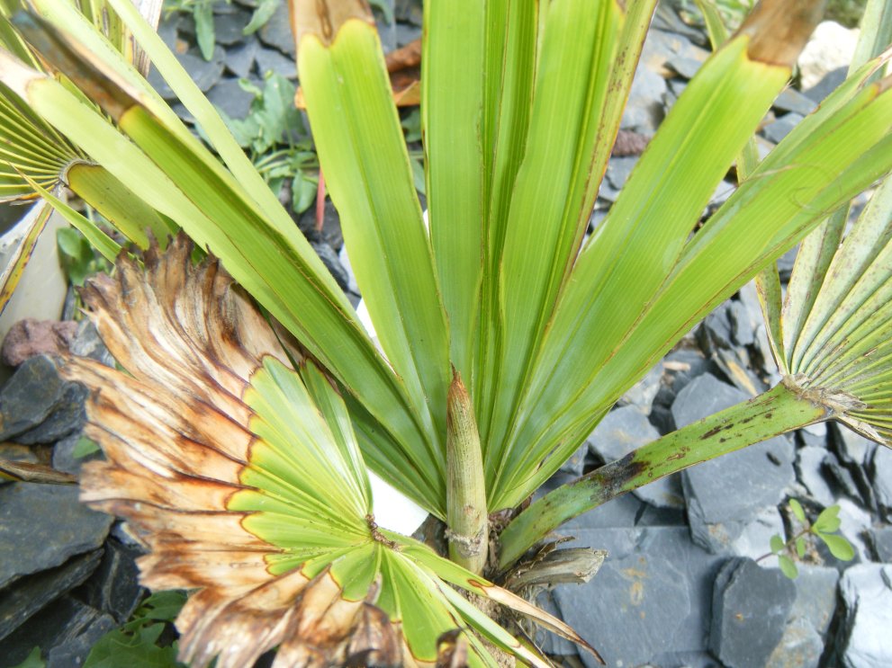 Brahéa decembens est reparti