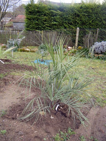Butia capitata planté le 22 février  2015
