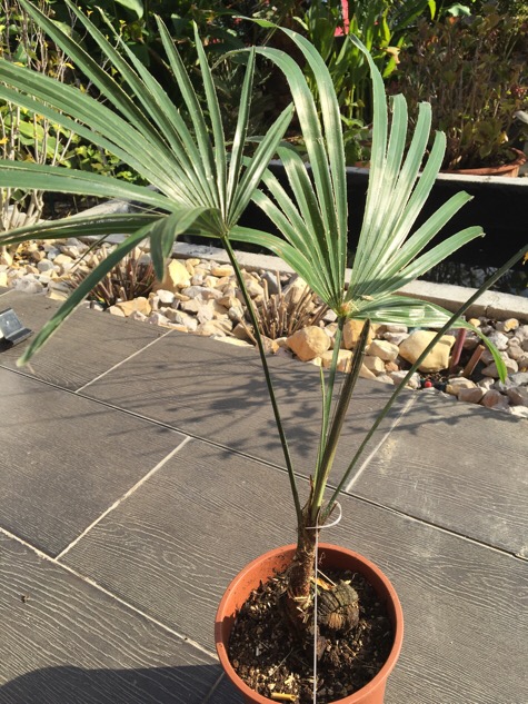 Trachycarpus  princeps new form