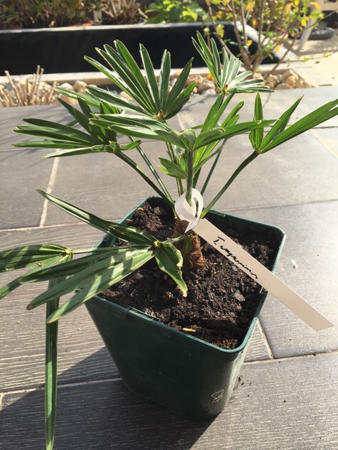 Petit Trachycarpus Wagnerianus