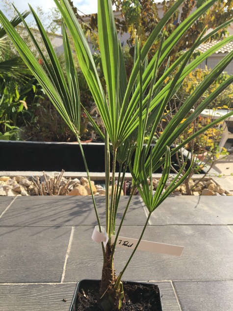 Trachycarpus Takil