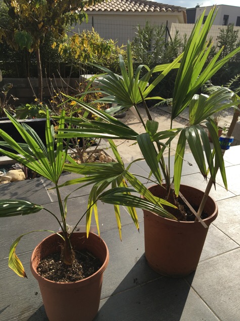 2 Trachycarpus Latisectus