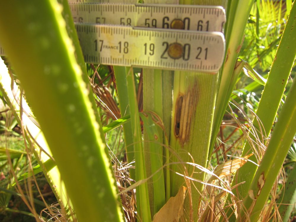 detail coté pile