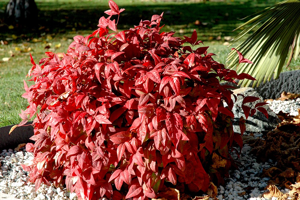 nandina-10nov15.jpg