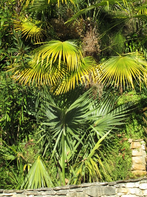 La Roque Gageac 015 (480x640).jpg