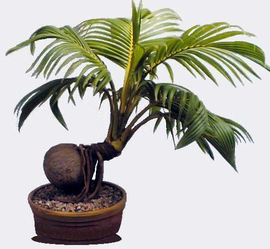Coconut_(Cocos_nucifera)_bonsai04.jpg