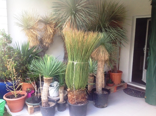 yuccas.jpg