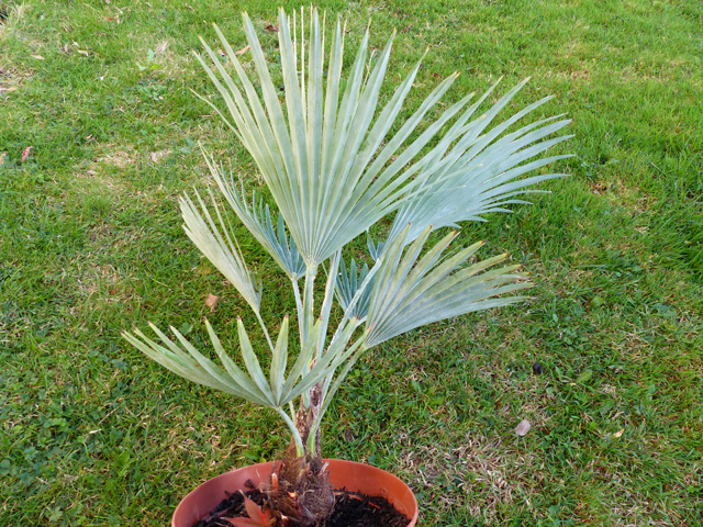 P1050838fh.jpg