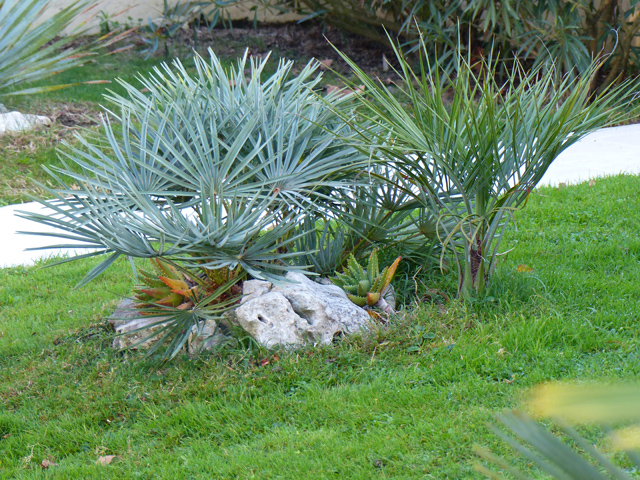P1050843fh.jpg