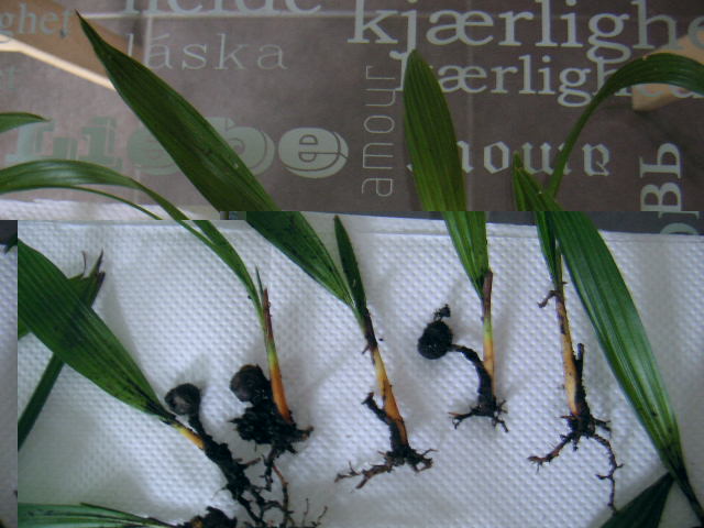 PICT0288.JPG