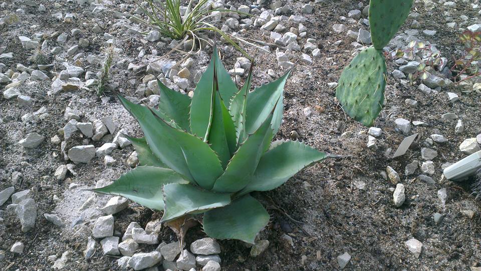 agave.jpg