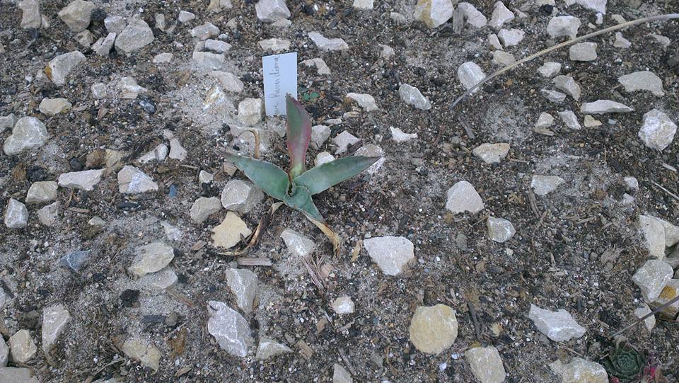 agave 4.jpg