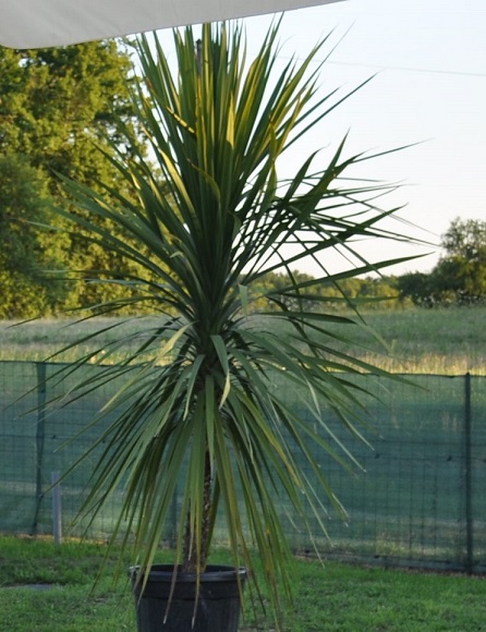 Cordyline avant plantation en terre.jpg