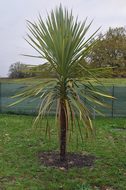 Cordyline en terre 6 mois plus tard - Sol calcaire.JPG