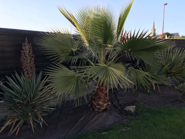 Washingtonia robusta