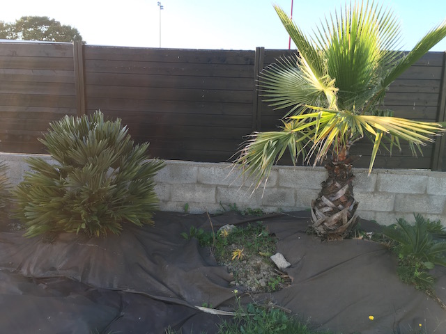 Chamaerops Vulcano et autre Washingtonia Robusta