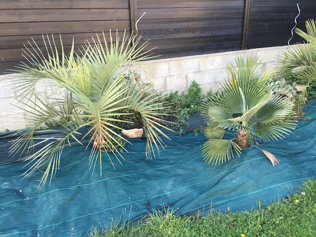 Butia yatay et Trachy. princeps