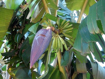 régime de bananes 2.JPG
